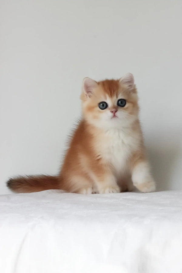 Arche | british shorthair kitten