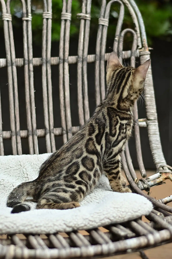 Archer | bengal kitten