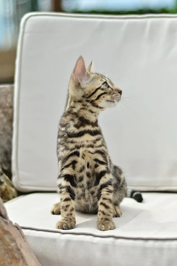Archer | bengal kitten