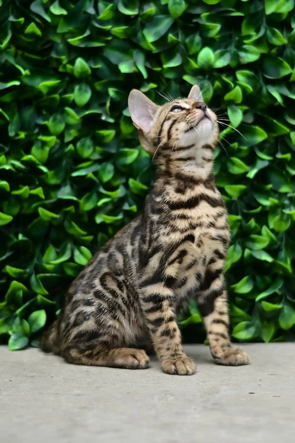 Archer | bengal kitten