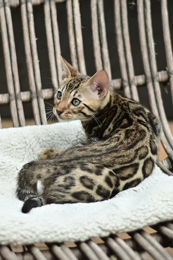 Archer | bengal kitten