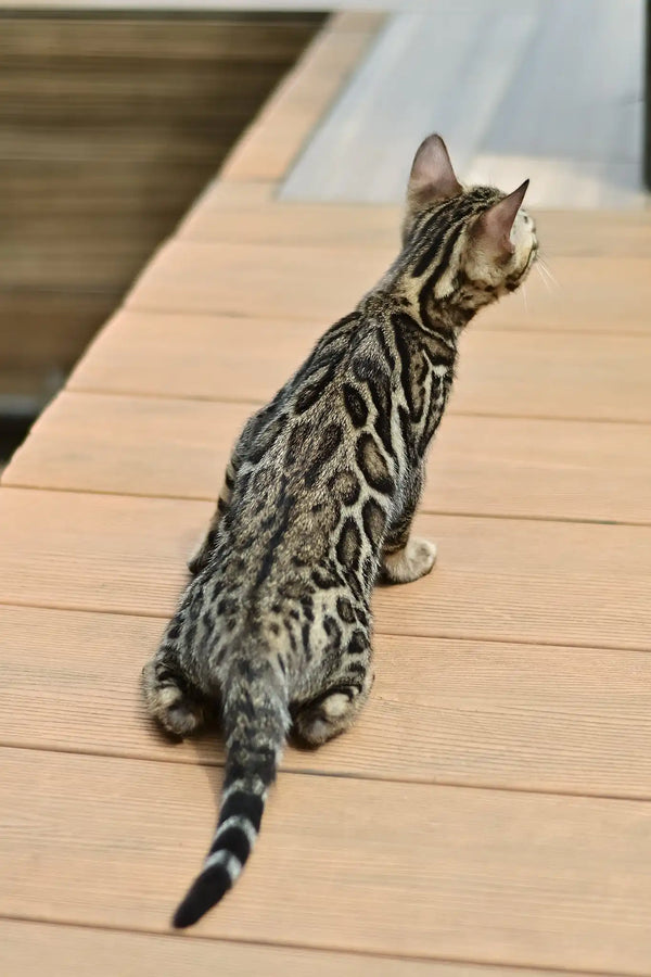 Archer | bengal kitten