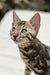 Archer | bengal kitten