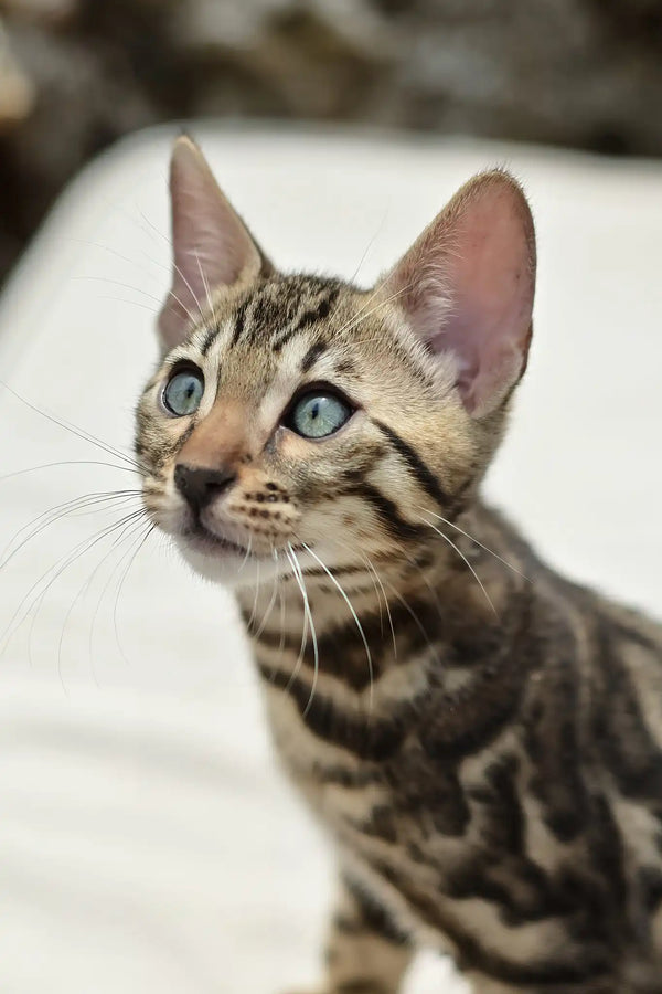 Archer | bengal kitten