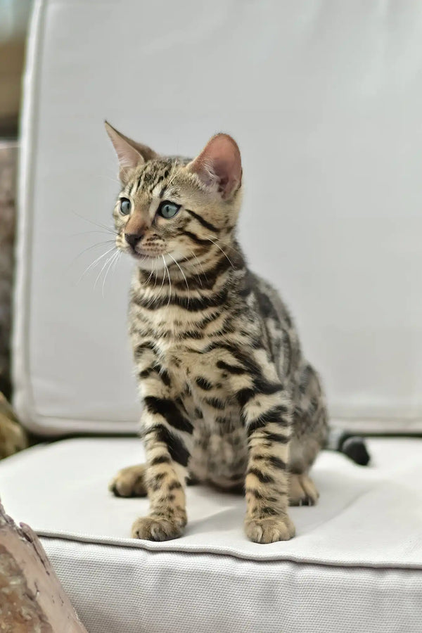 Archer | bengal kitten