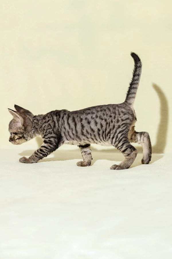 Spotted and striped Devon Rex kitten named Archi, super cute and playful