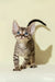 Adorable Striped Devon Rex kitten with striking blue eyes featured in Archi product