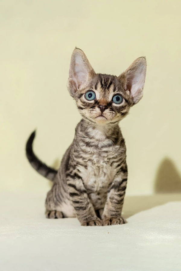 Striped Devon Rex kitten with blue eyes in the Archi product collection