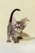 Cute striped Devon Rex kitten named Archi with stunning blue eyes