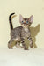 Cute striped Devon Rex kitten with big ears from Archi collection