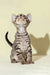 Striped Devon Rex kitten with big ears in the Archi product line