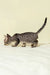 Striped gray kitten sniffing, featured in Archi Devon Rex Kitten product