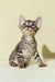 Striped tabby kitten with big ears, cutely featured in Archi | Devon Rex Kitten