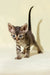 Striped tabby kitten from Archi, the adorable Devon Rex Kitten product