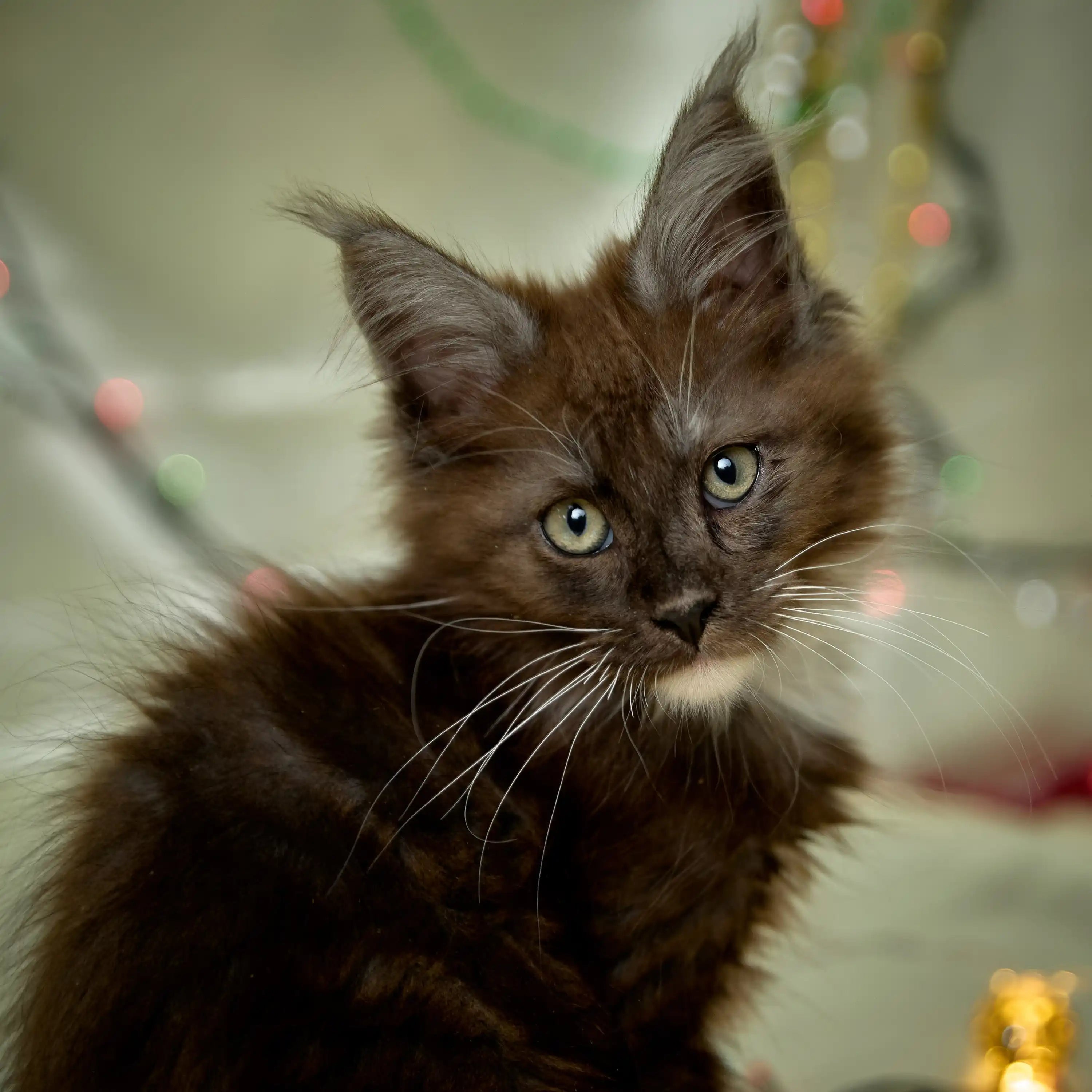 Maine Coon Kittens for Sale Archi | Kitten