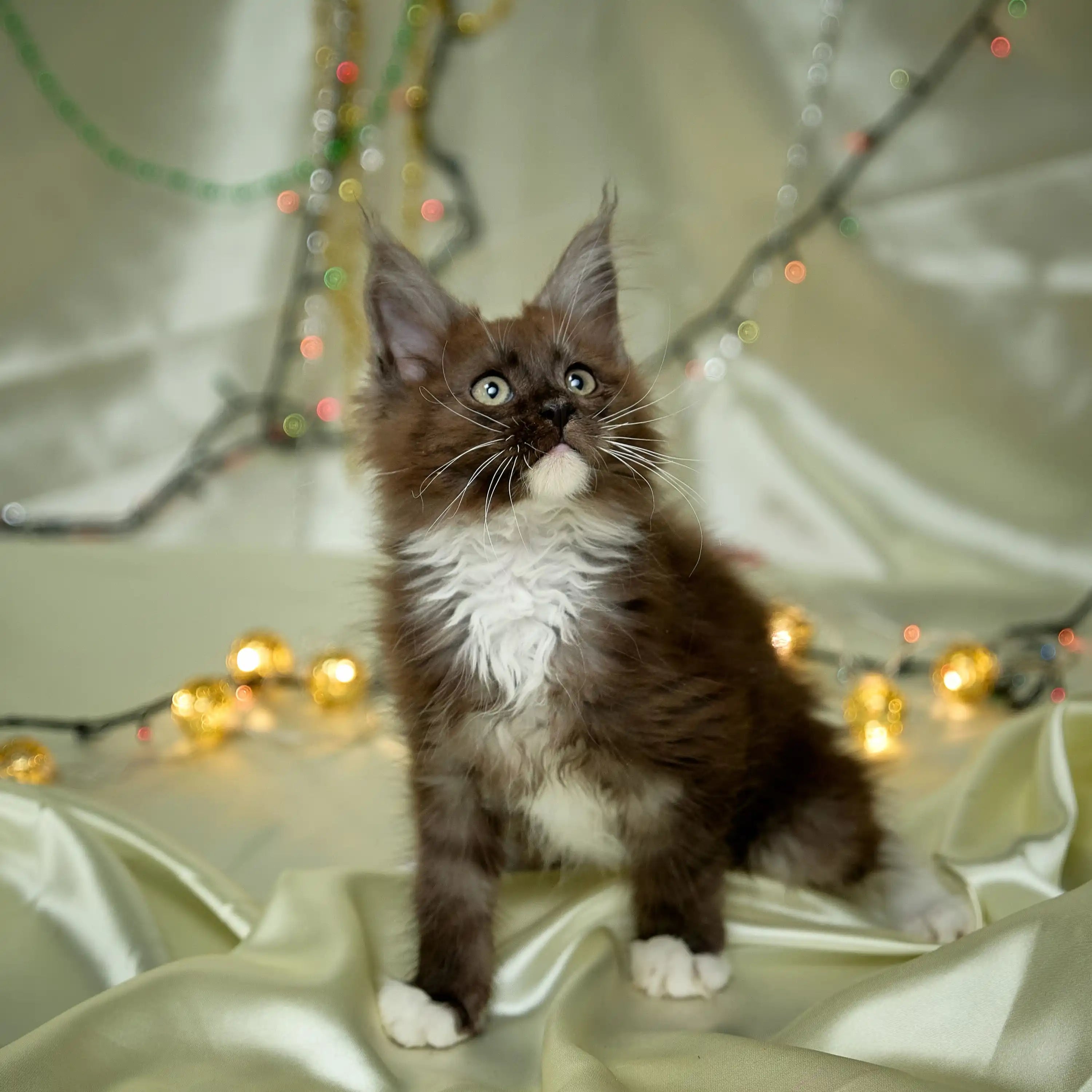 Maine Coon Kittens for Sale Archi | Kitten