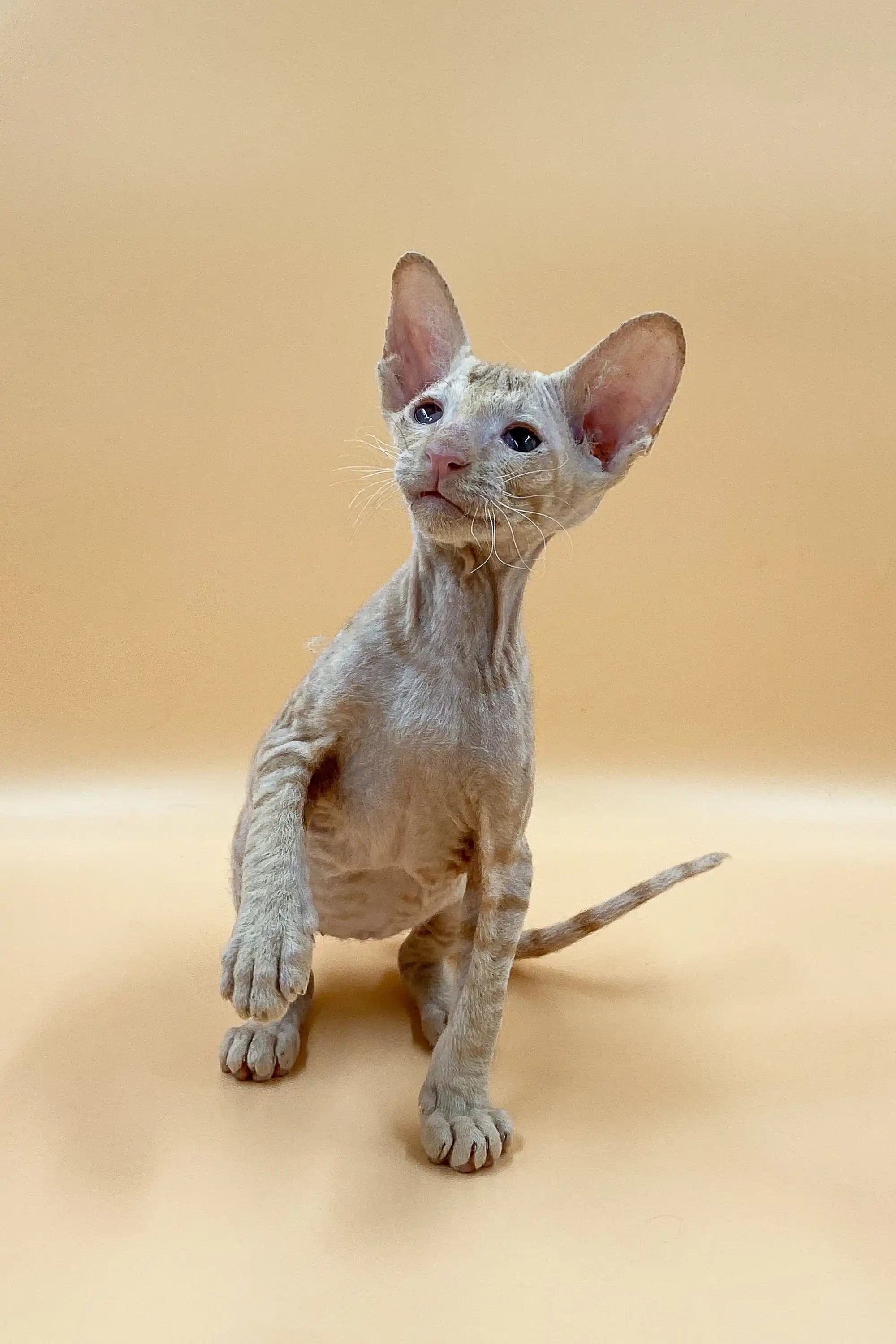 Oriental Shorthair Kittens For Sale Archi | Peterbald