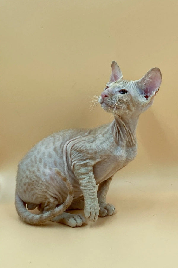 Hairless Sphynx cat with wrinkled skin and large ears, captivating Male Peterbald