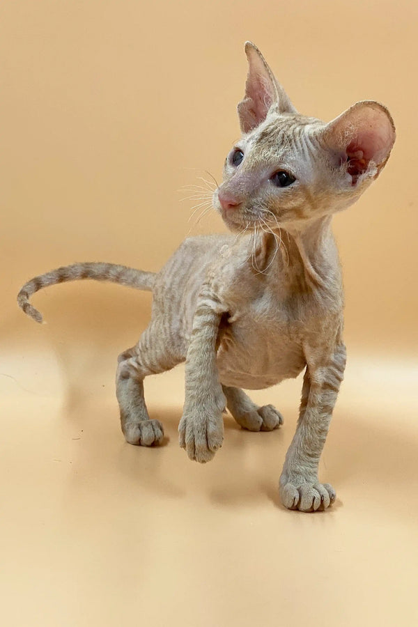 Adorable Hairless Sphynx kitten, a captivating male Peterbald with large ears