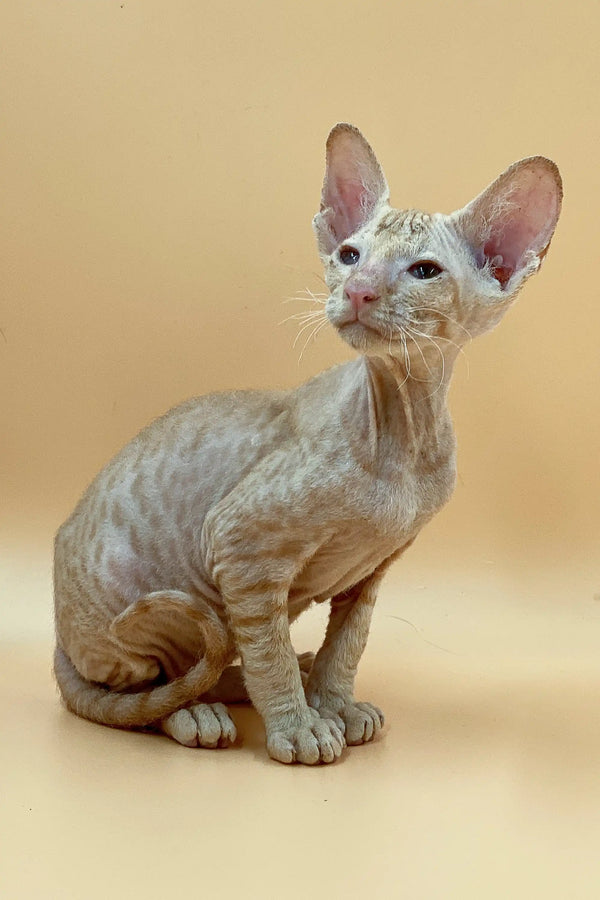 Hairless Sphynx cat with large ears and wrinkled skin, captivating male Peterbald