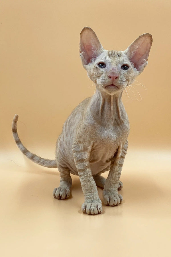 Captivating male Peterbald kitten with wrinkled skin and large ears