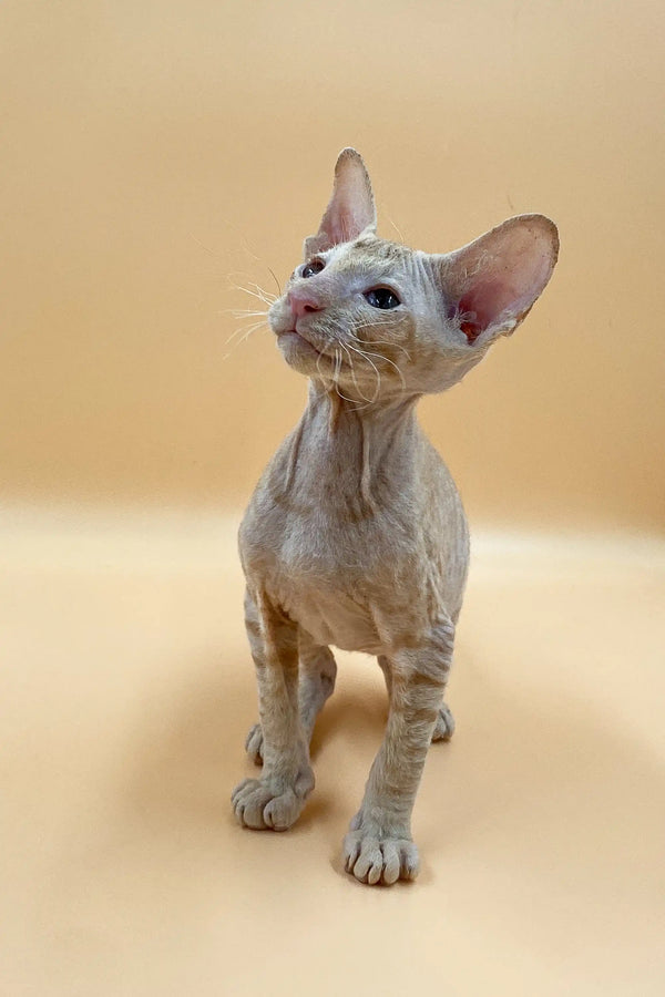 Meet Archi the Charming Peterbald Cat