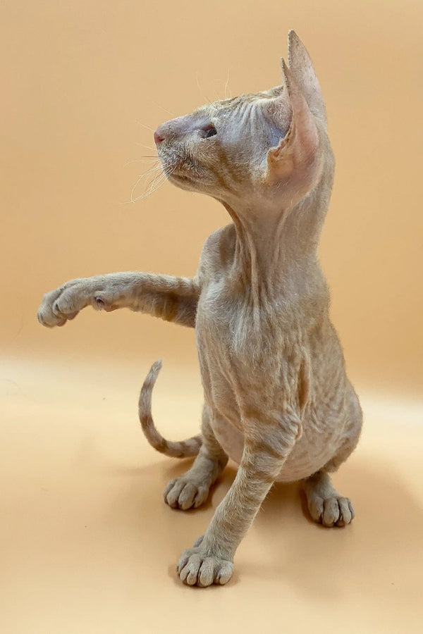 Captivating male Peterbald cat sitting upright with one paw raised, showcasing its charm