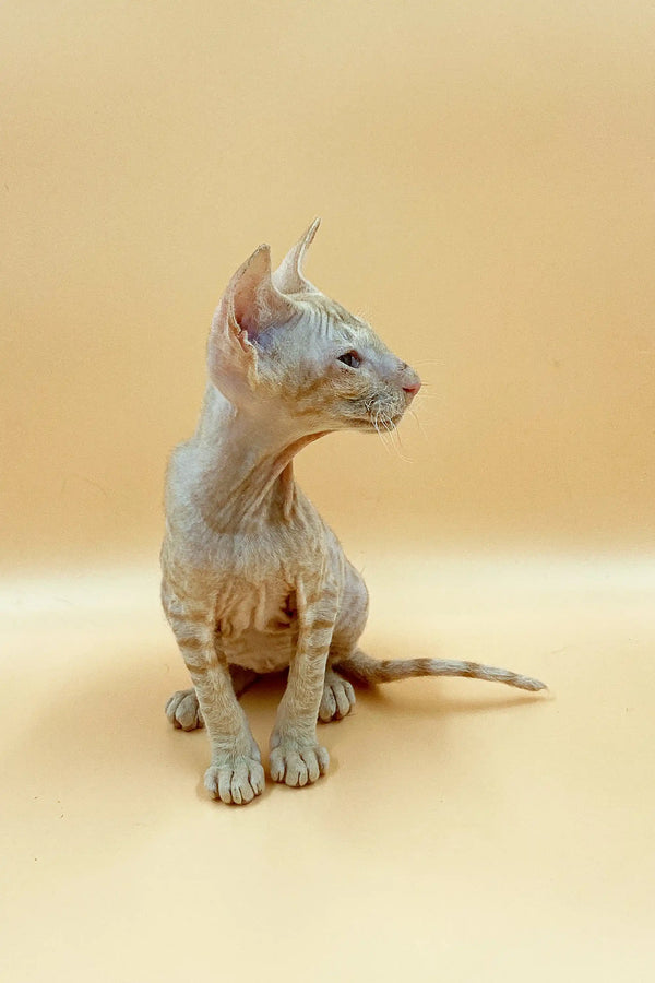 Hairless Sphynx cat sitting upright, showcasing a captivating male Peterbald look