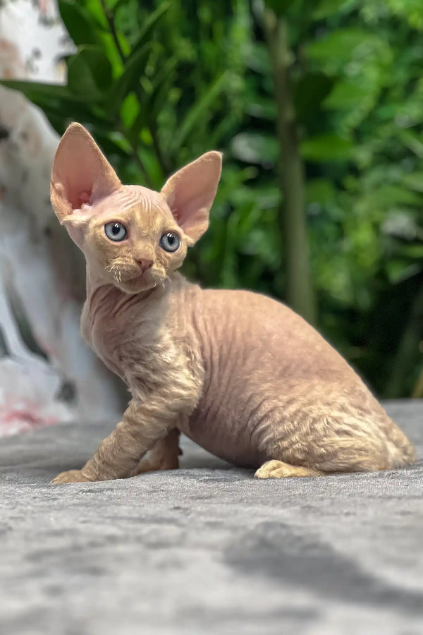 Archie | devon rex kitten