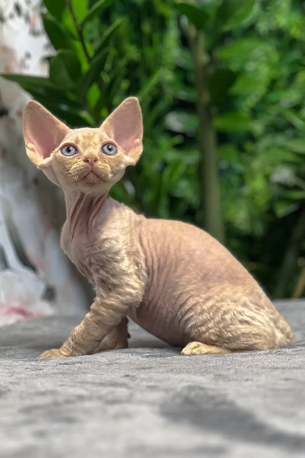 Archie | devon rex kitten