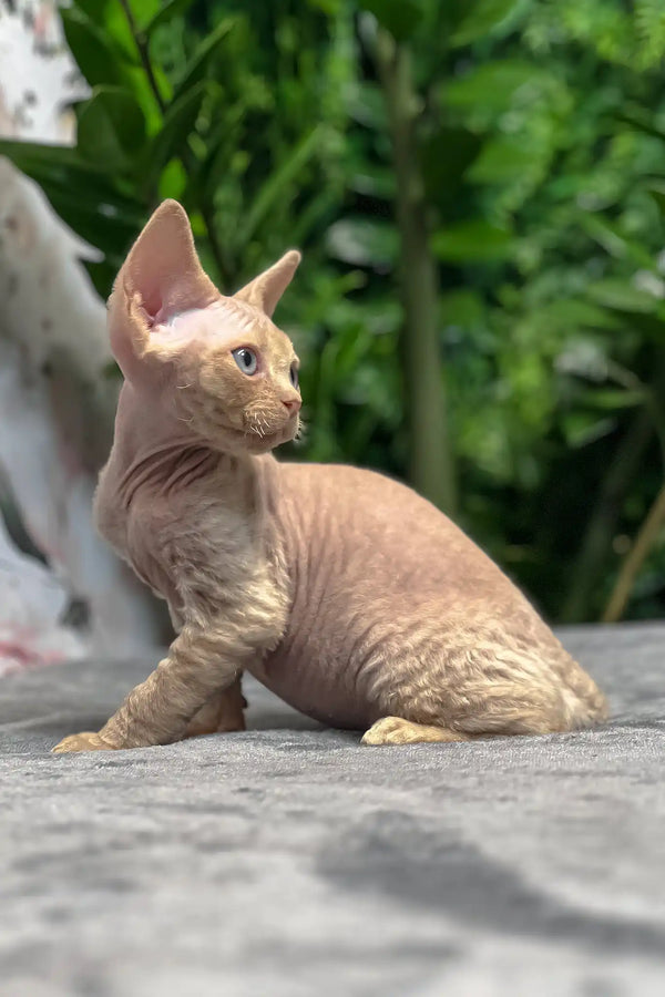 Archie | devon rex kitten