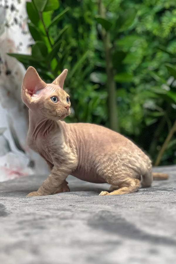 Archie | devon rex kitten