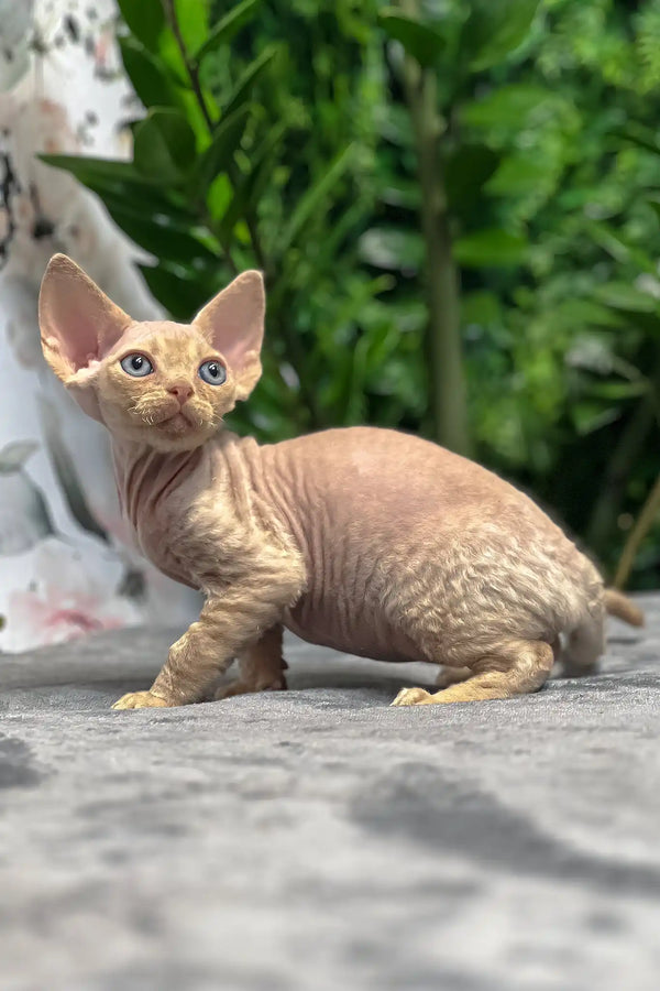 Archie | devon rex kitten