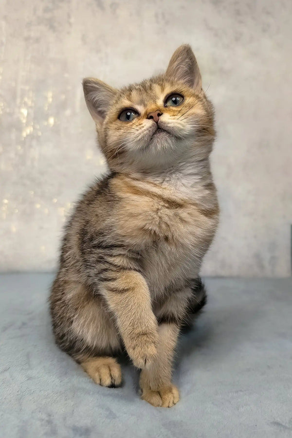 Adorable golden-brown kitten Archie gazes upward with bright eyes, captivating charm