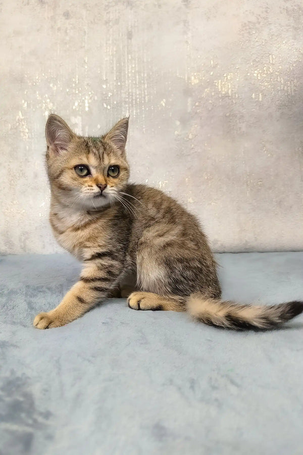 Golden-brown tabby cat with stripes sitting proudly, showcasing the Archie kitten