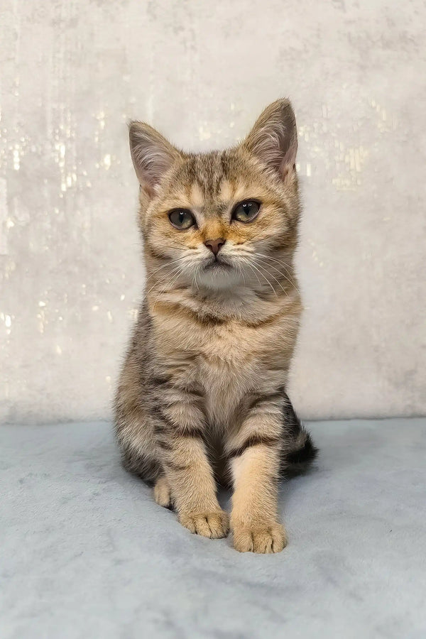 Golden-brown tabby cat Archie sitting upright, alert with bright eyes