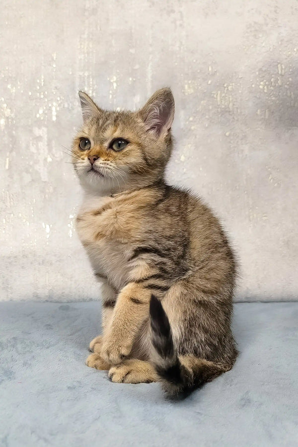 Golden-brown tabby kitten Archie sitting pretty with its tail curled around its paws