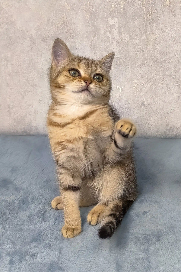 Golden tabby Scottish Straight Kitten Archie sitting with paw raised, looking cute