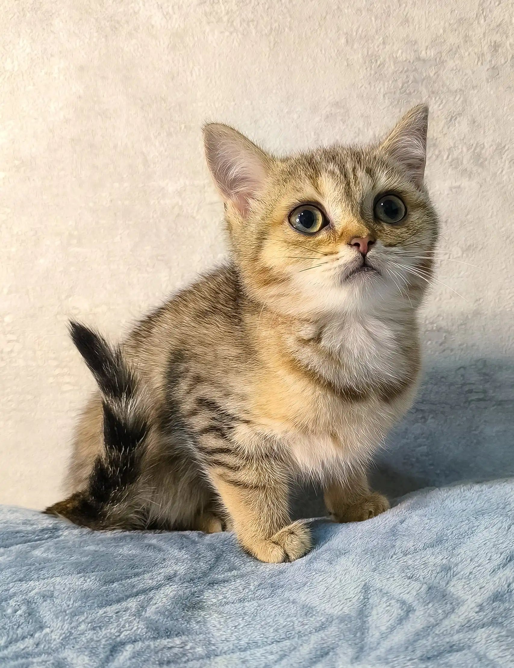 Tabby cat with golden eyes chilling on blue fabric in Archie the Scottish Straight Kitten