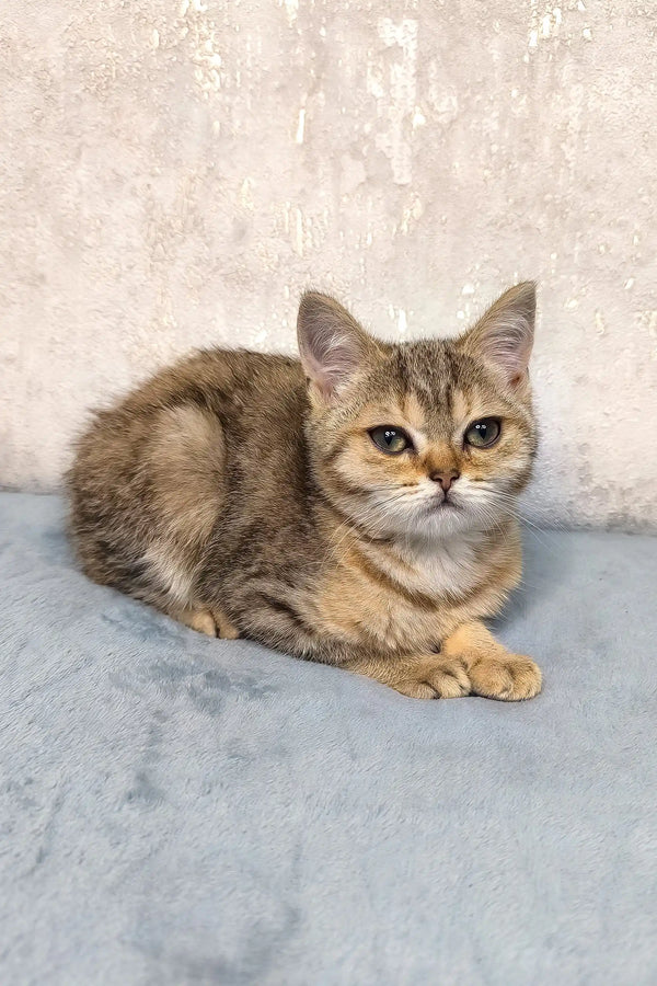 Tabby cat with golden eyes chilling out in the Archie Scottish Straight Kitten product