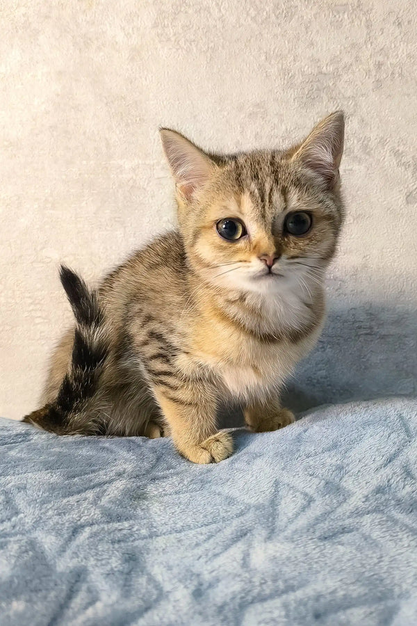 Tabby cat with golden fur and wide eyes lounging on soft fabric, featuring Archie