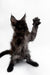 Black Maine Coon kitten waving with one paw in a cute, playful pose