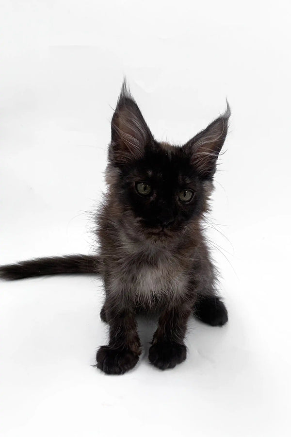 Black Maine Coon kitten with fluffy fur and ear tufts from Ardo | Maine Coon Kitten