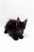 Fluffy black Maine Coon kitten with pointed ears sitting on a white surface