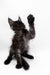 Black Maine Coon kitten with one paw raised, ready to play and explore