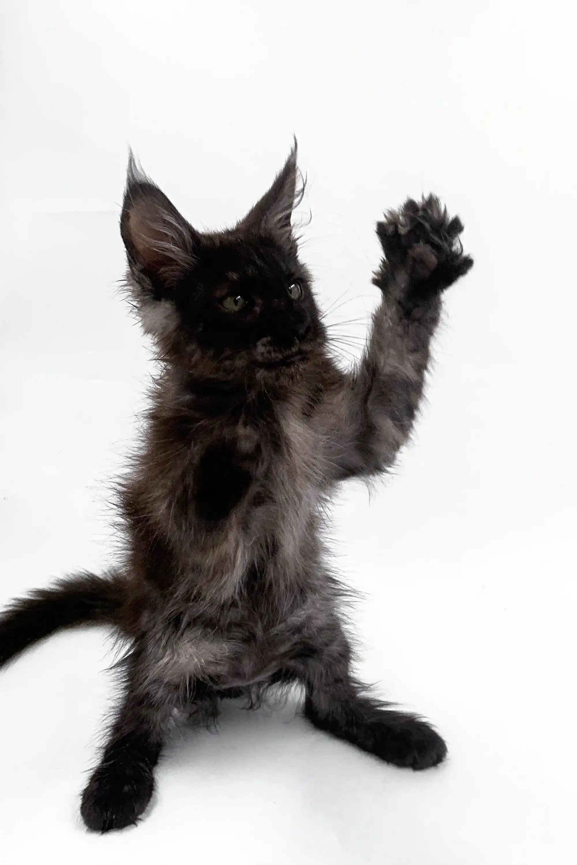 Maine Coon Kittens for Sale Ardo | Kitten