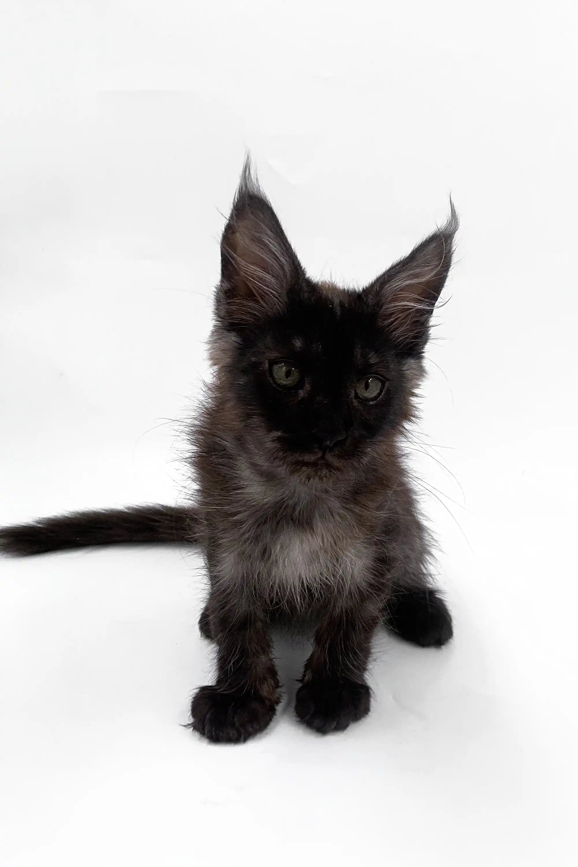 Maine Coon Kittens for Sale Ardo | Kitten