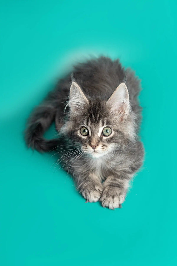 Fluffy gray Maine Coon kitten with wide eyes lying on its stomach, super cute!