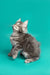 Gray fluffy Maine Coon kitten sitting and looking upward in Ares product shot