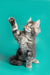 Gray tabby Maine Coon kitten with raised paw sitting against a teal background